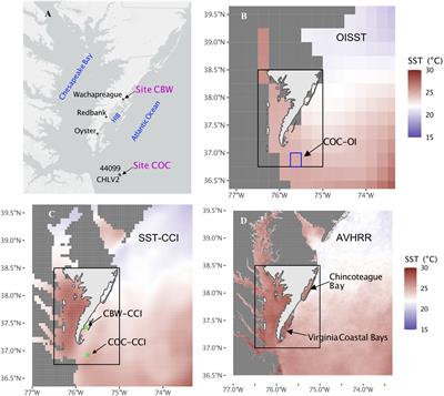 Temperature amplification and marine heatwave alteration in shallow coastal bays